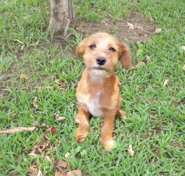 Foto 22: Concurso de Fotos - Seleção do Gato e Cachorro mais bonito de Quatá