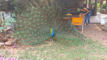 Foto 47: Almoço Especial ao Dia do Idoso