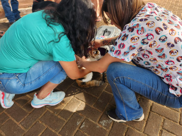 Foto 10: Campanha de Vacinação Antirrábica para cães e gatos