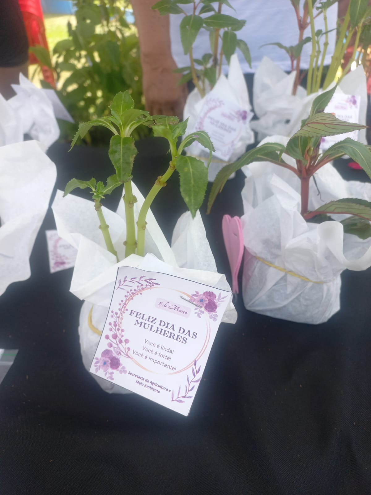 Foto 11: Dia da Mulher é celebrado pela Agricultura com Ação Sustentável